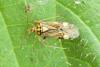 Rhabdomiris striatellus
